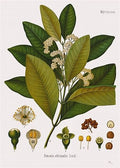 Allspice Whole Organic