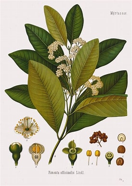 Allspice Whole Organic