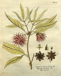 Anise Star Organic